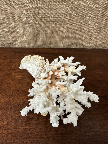 Antique Coral Specimen The Blind Mole