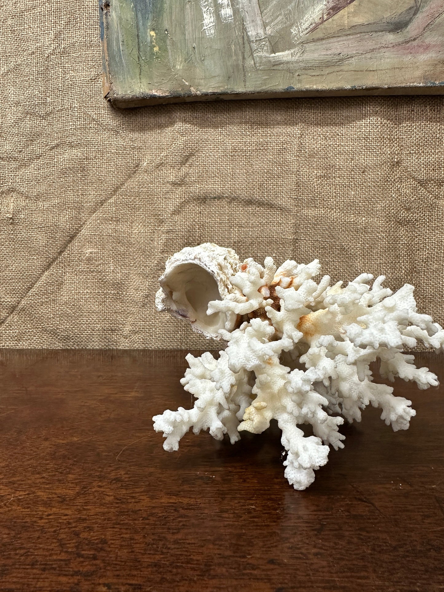 Antique Coral Specimen The Blind Mole