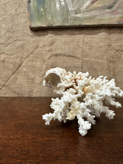 Antique Coral Specimen The Blind Mole