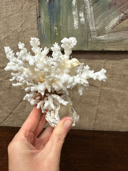 Antique Coral Specimen The Blind Mole