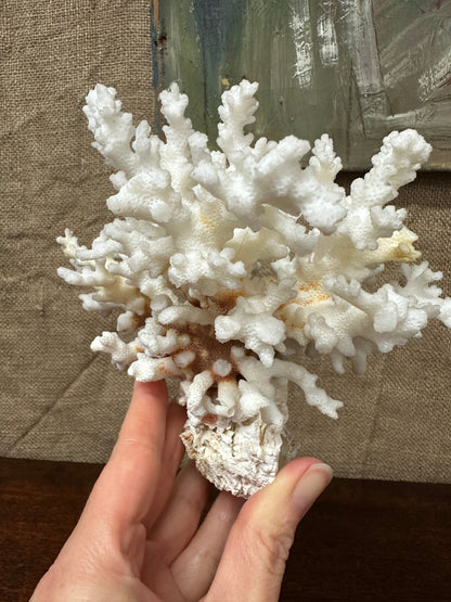 Antique Coral Specimen The Blind Mole