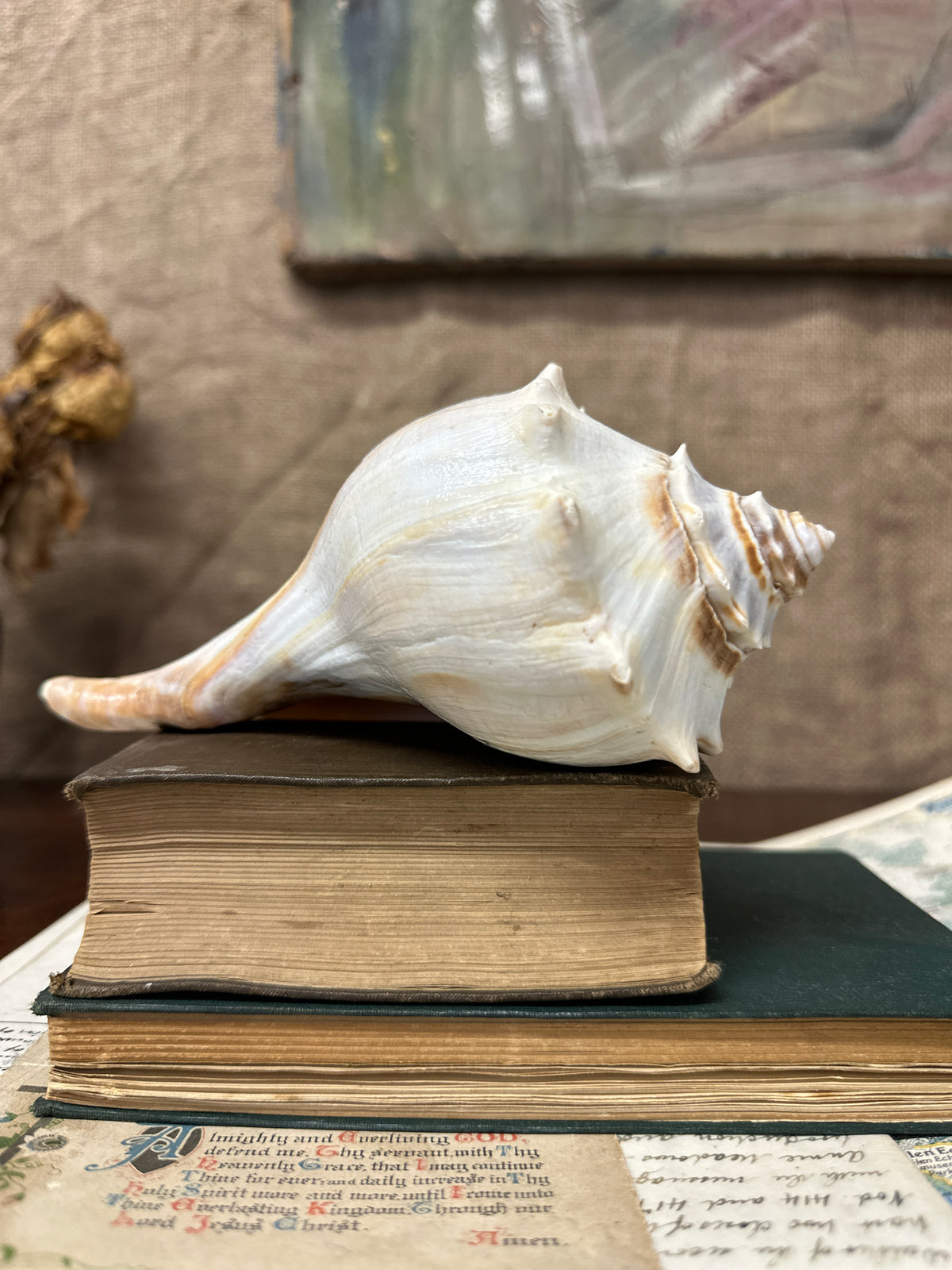 Knobbed Whelk Busycon Carica Seashell