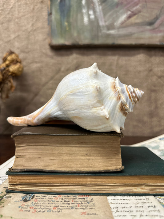 Knobbed Whelk Busycon Carica Seashell
