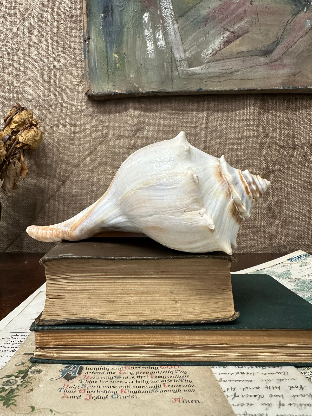 Knobbed Whelk Busycon Carica Seashell