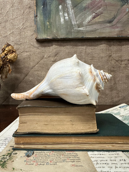 Knobbed Whelk Busycon Carica Seashell