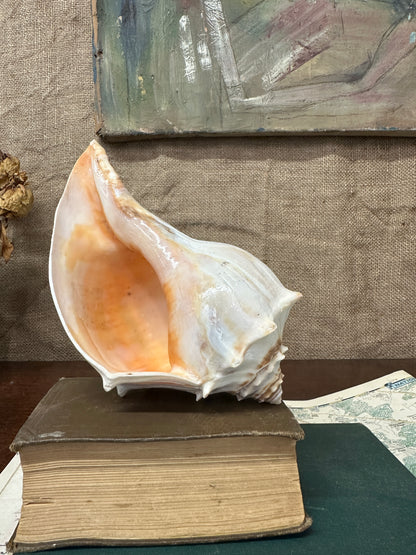 Knobbed Whelk Busycon Carica Seashell