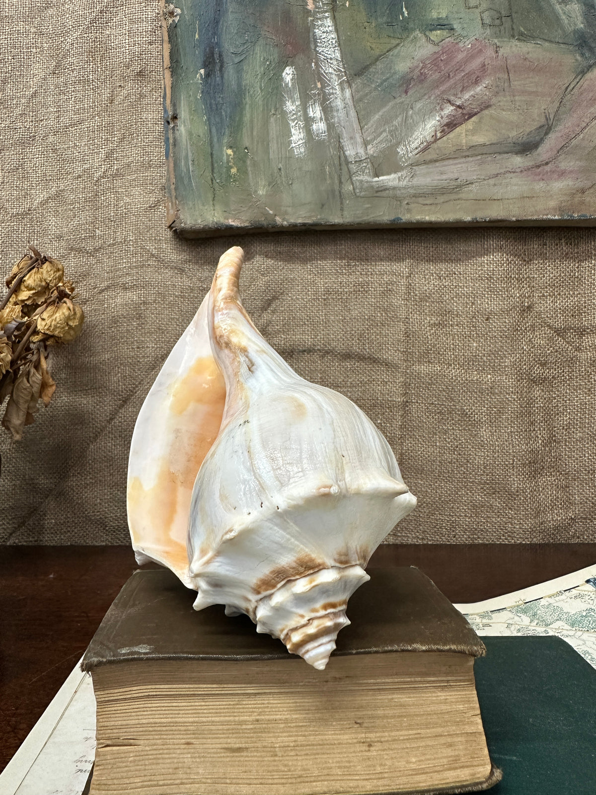 Knobbed Whelk Busycon Carica Seashell