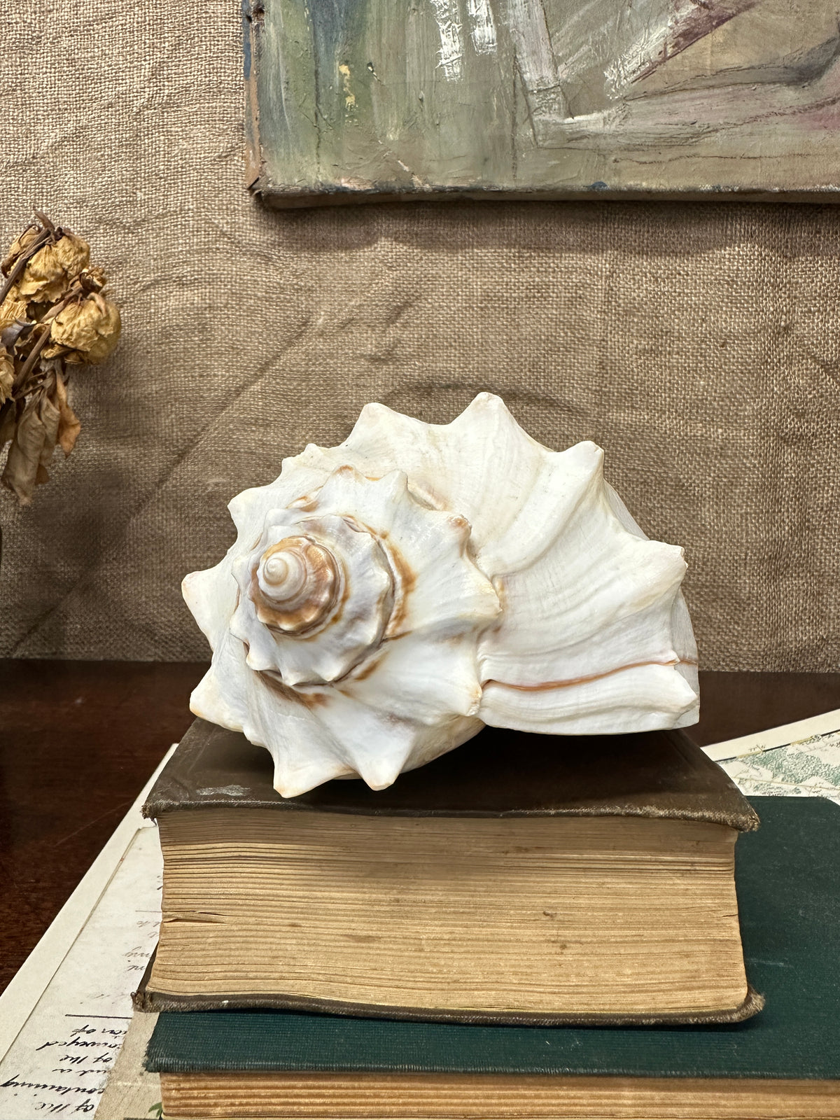 Knobbed Whelk Busycon Carica Seashell