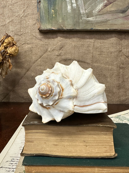 Knobbed Whelk Busycon Carica Seashell