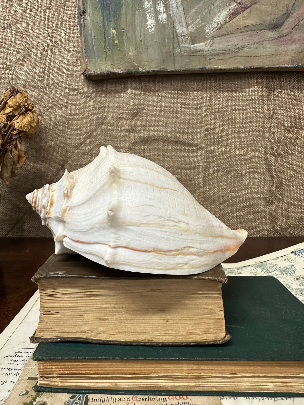 Knobbed Whelk Busycon Carica Seashell