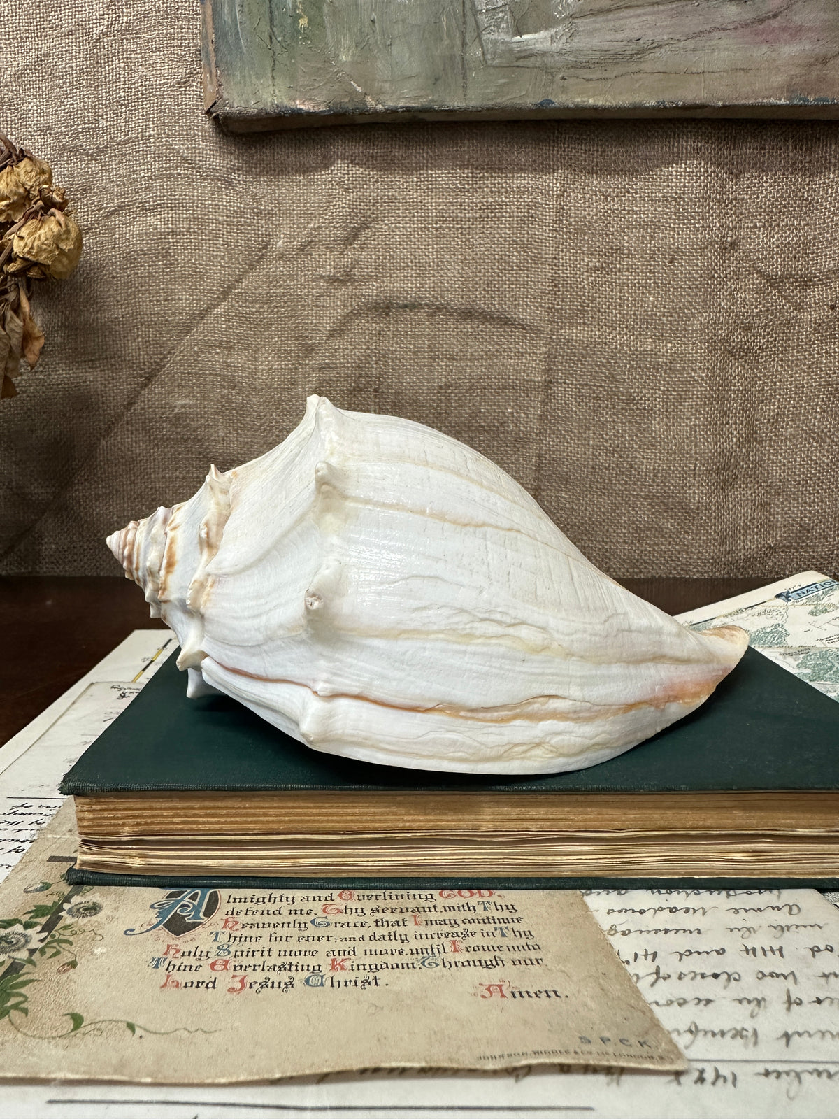 Knobbed Whelk Busycon Carica Seashell
