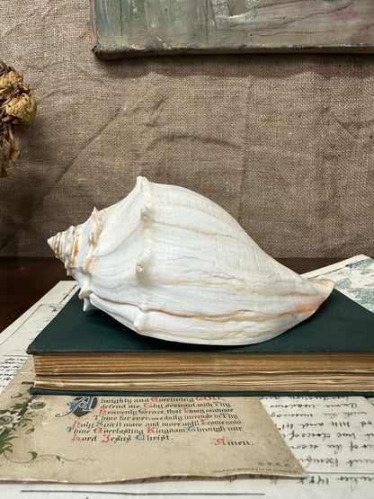 Knobbed Whelk Busycon Carica Seashell