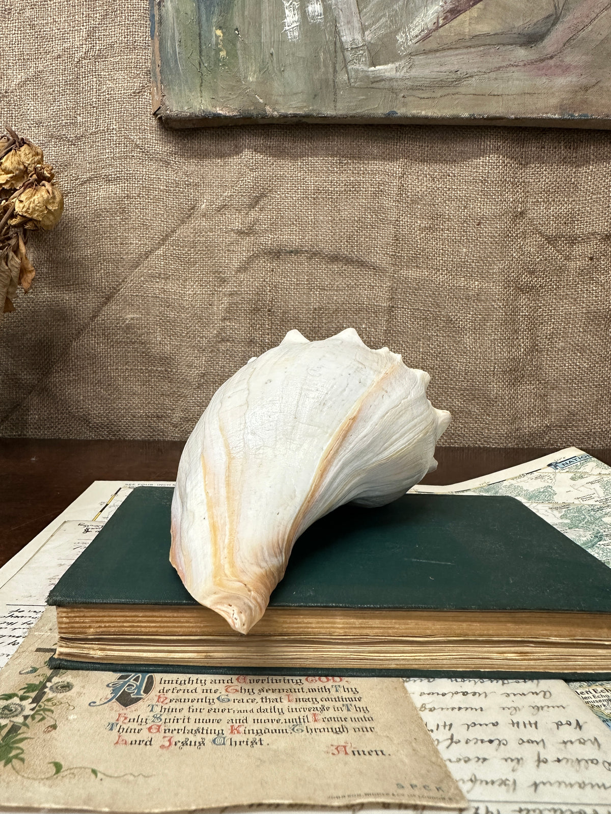 Knobbed Whelk Busycon Carica Seashell