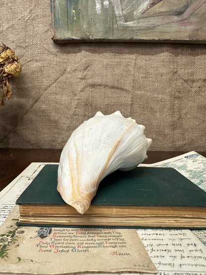 Knobbed Whelk Busycon Carica Seashell