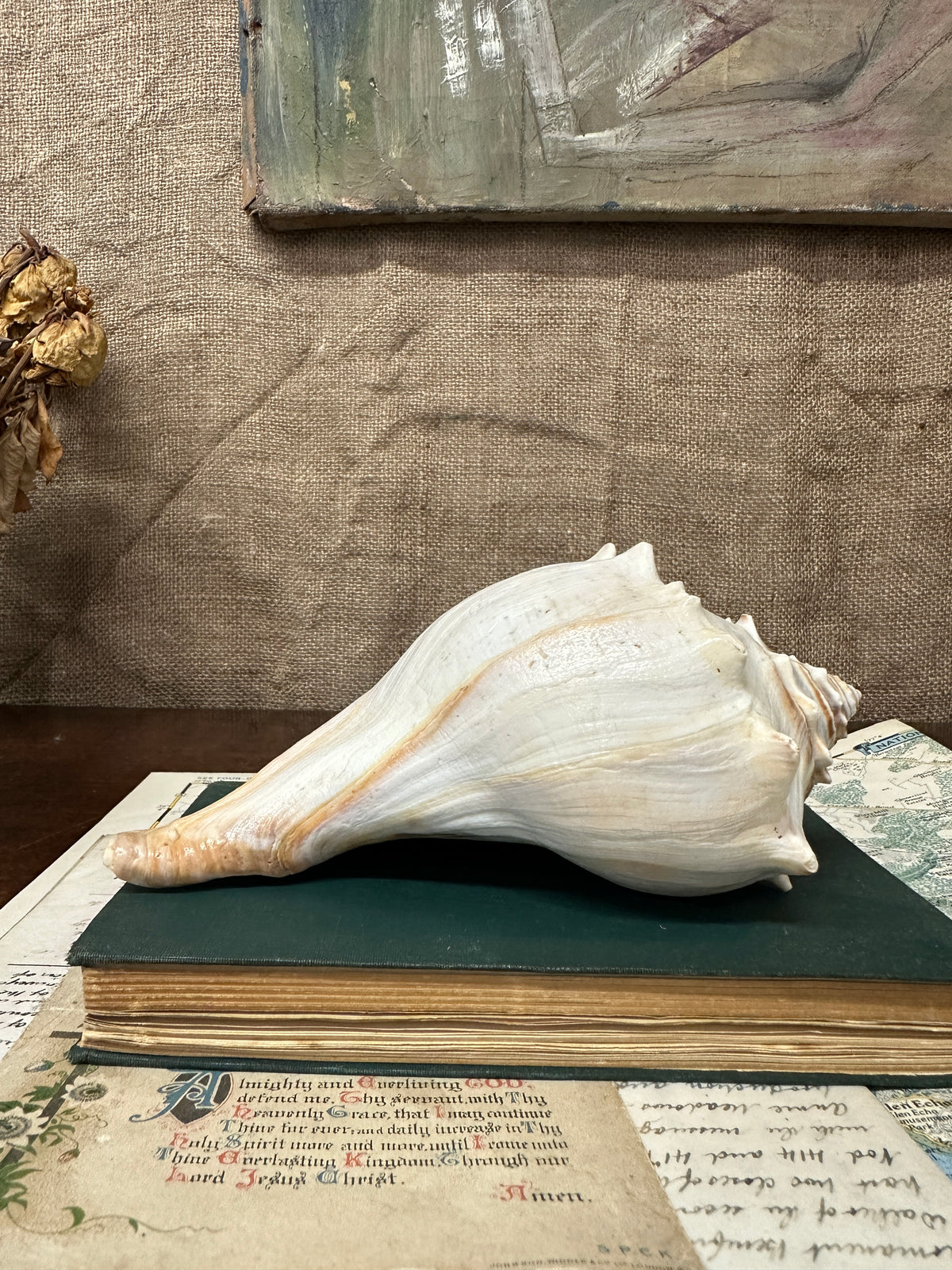 Knobbed Whelk Busycon Carica Seashell
