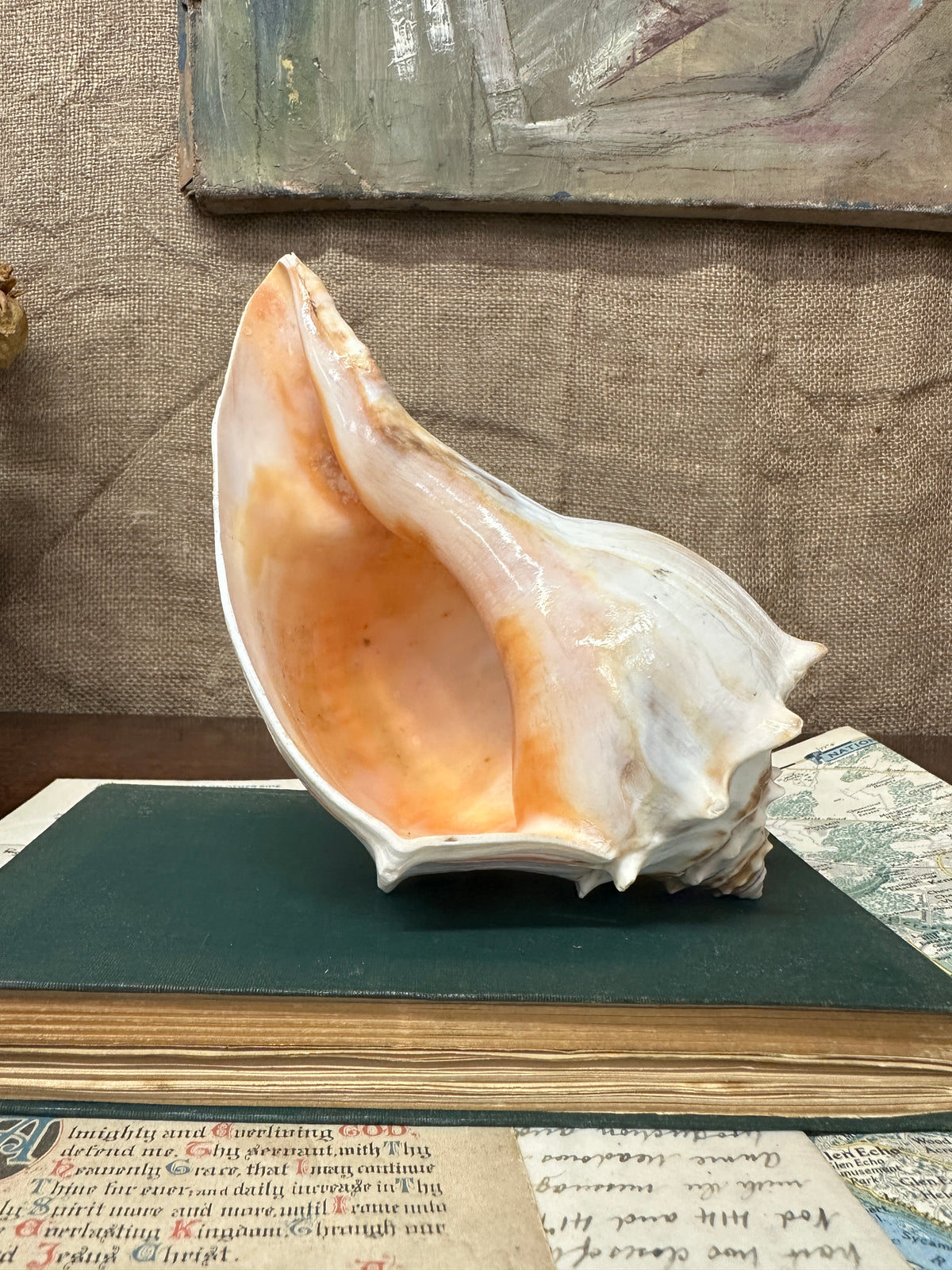 Knobbed Whelk Busycon Carica Seashell