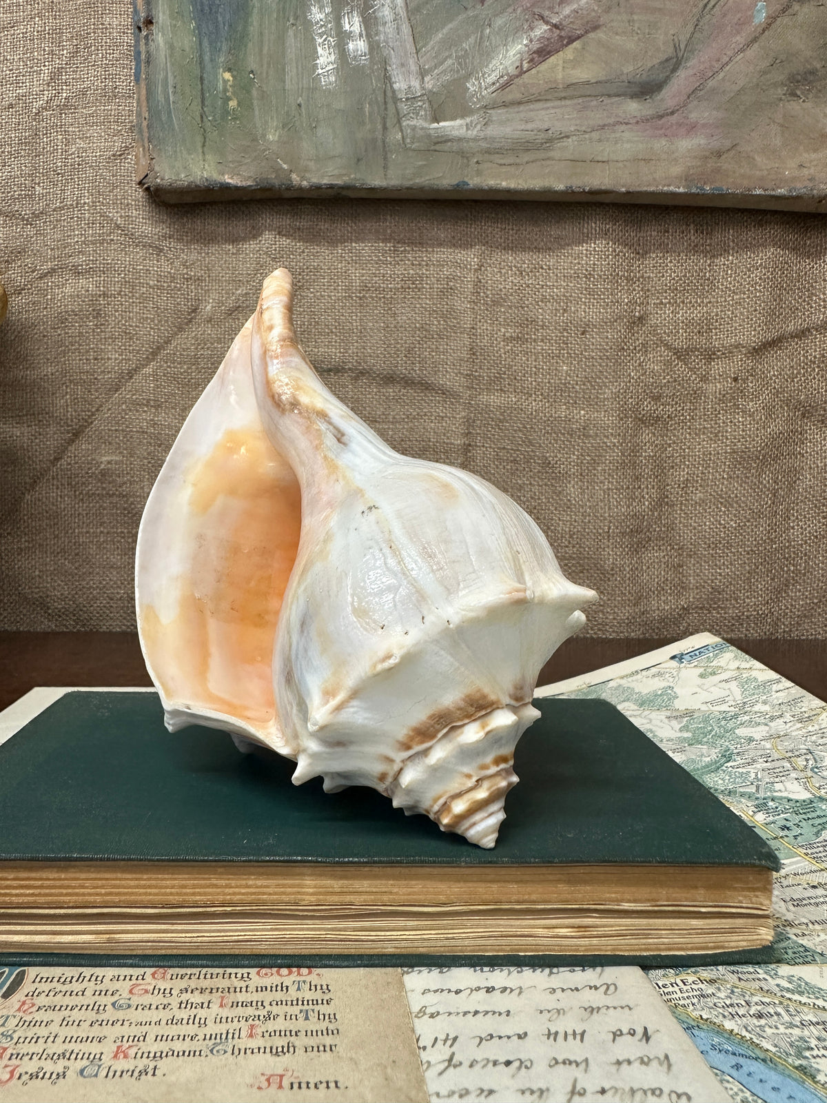 Knobbed Whelk Busycon Carica Seashell