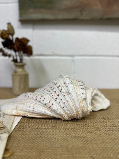 Vintage Clam Tridacna Squamosa Seashell