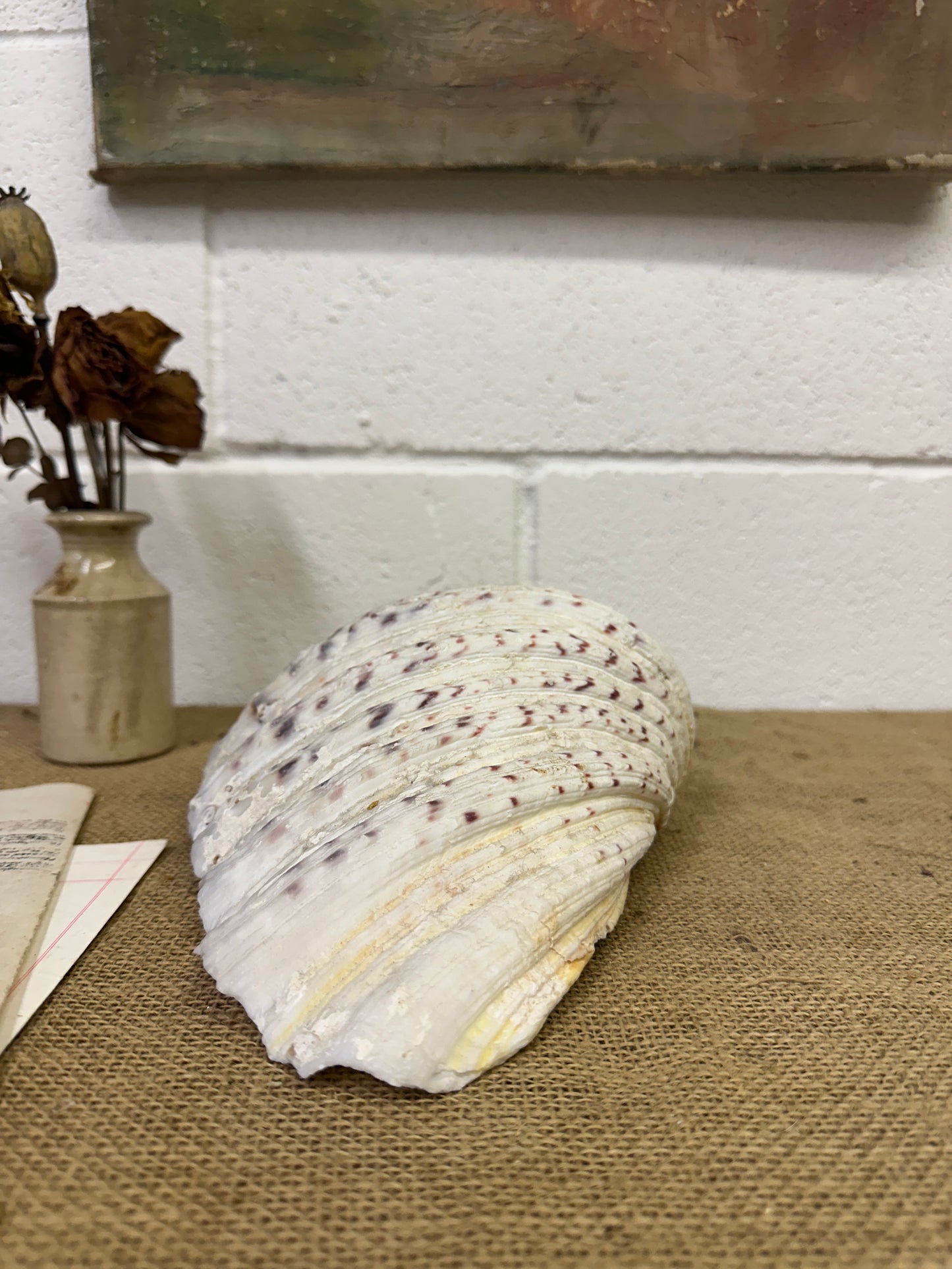 Vintage Clam Tridacna Squamosa Seashell