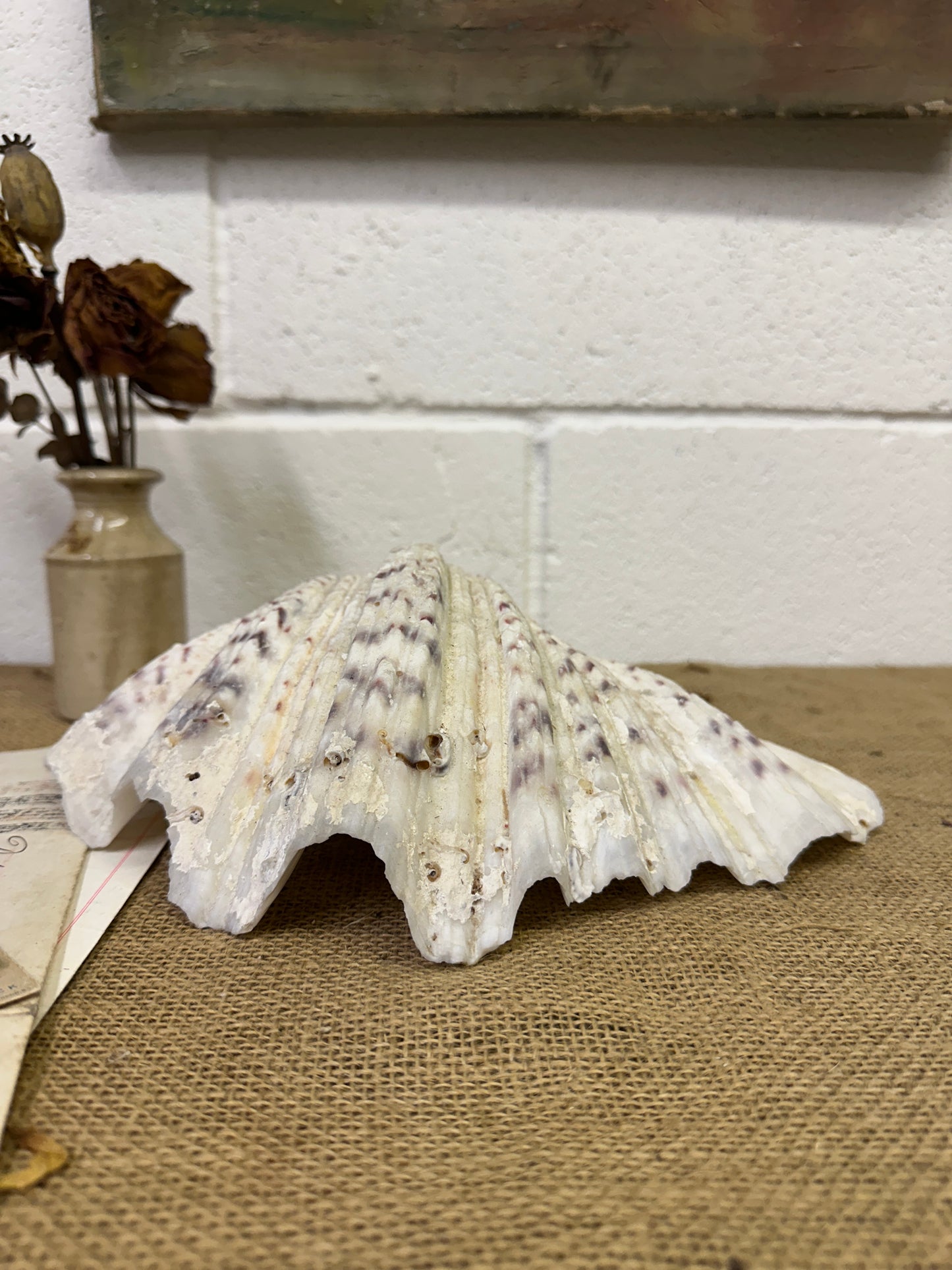 Vintage Clam Tridacna Squamosa Seashell