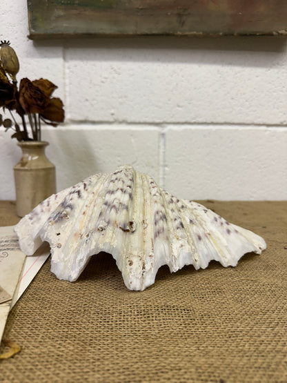 Vintage Clam Tridacna Squamosa Seashell