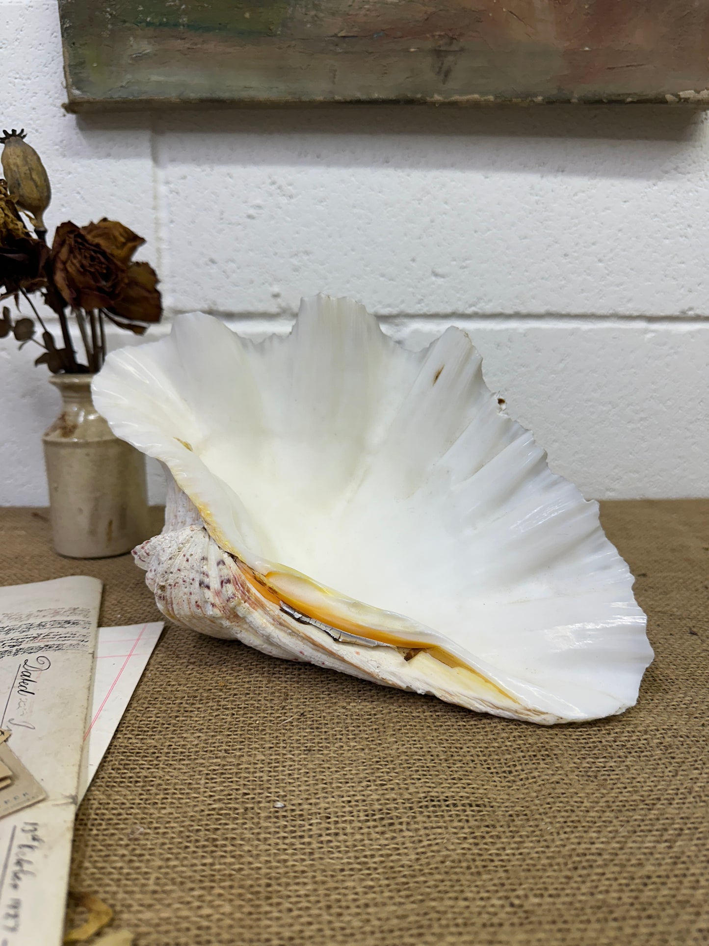 Vintage Clam Tridacna Squamosa Seashell