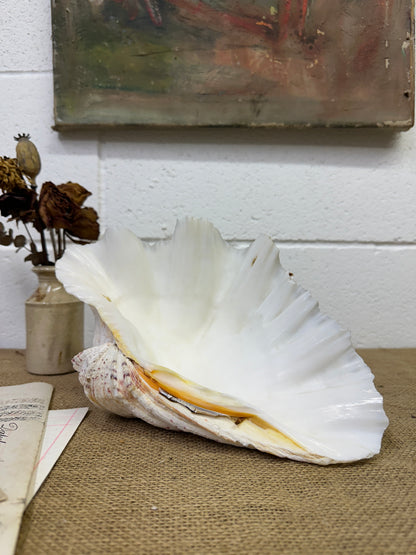 Vintage Clam Tridacna Squamosa Seashell