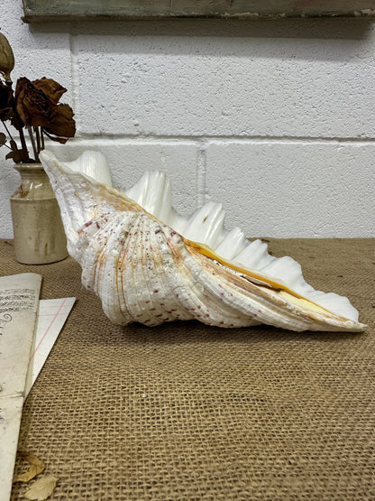 Vintage Clam Tridacna Squamosa Seashell