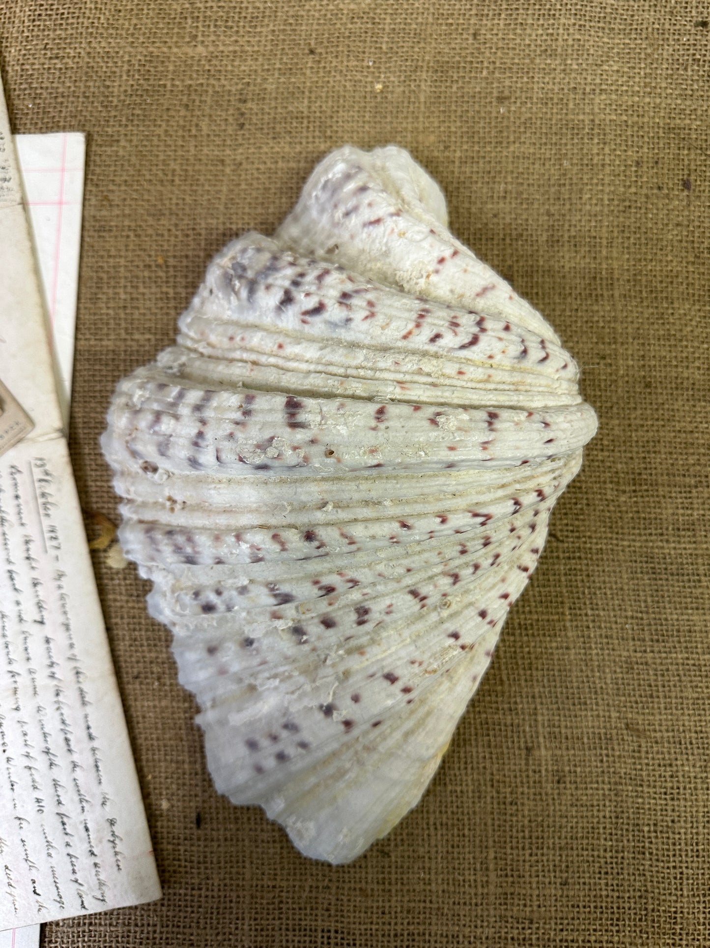 Vintage Clam Tridacna Squamosa Seashell