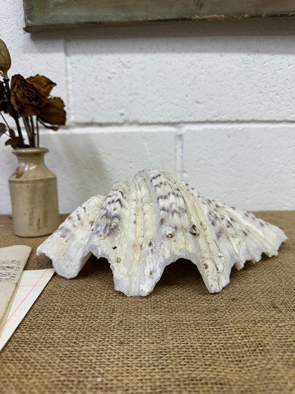 Vintage Clam Tridacna Squamosa Seashell
