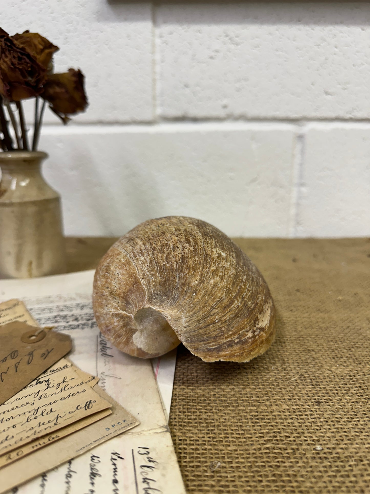 Melo Broderipii Sea Shell