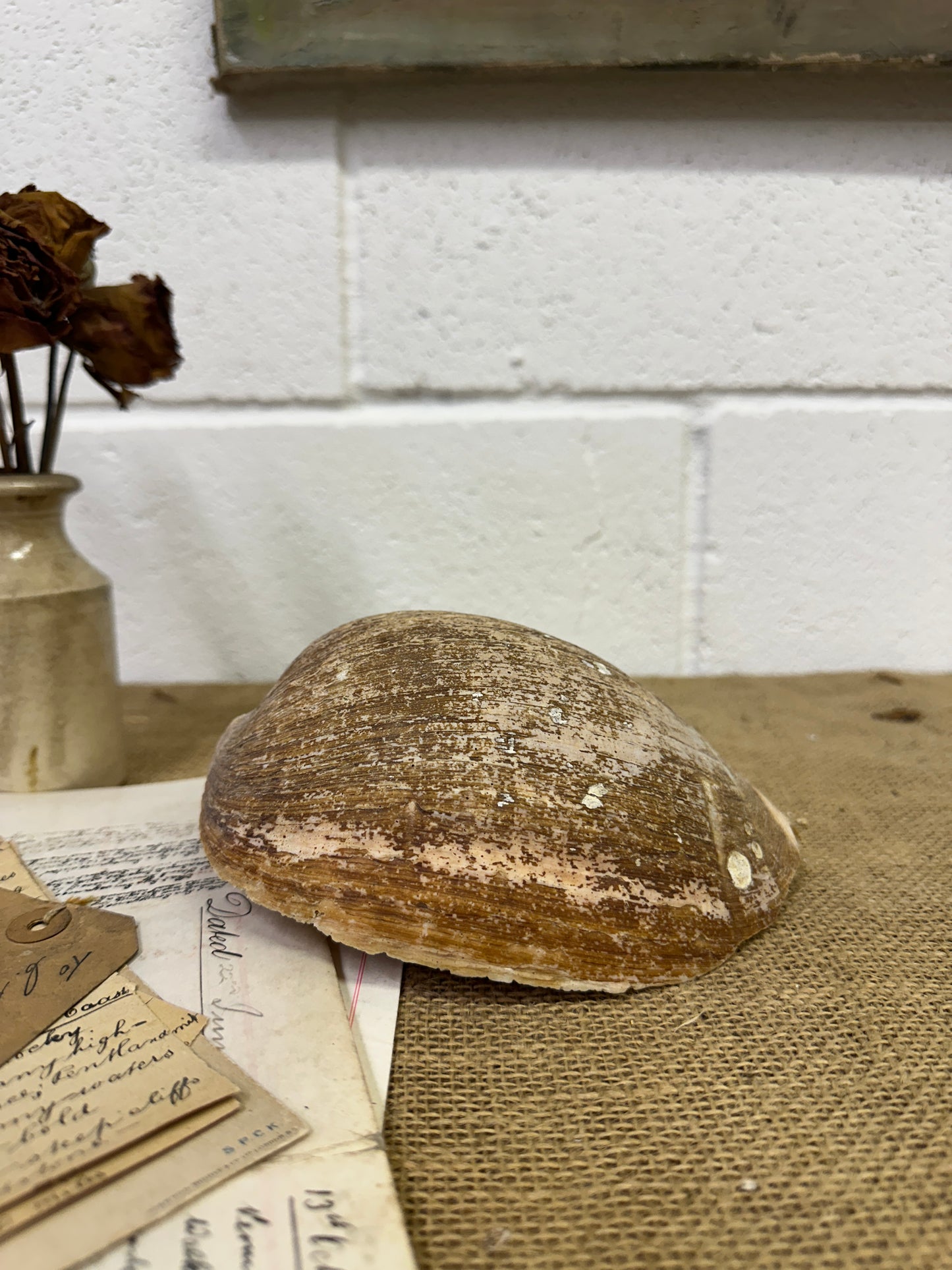 Melo Broderipii Sea Shell