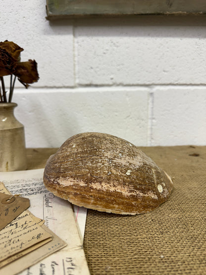 Melo Broderipii Sea Shell