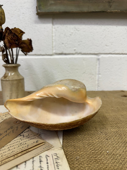 Melo Broderipii Sea Shell