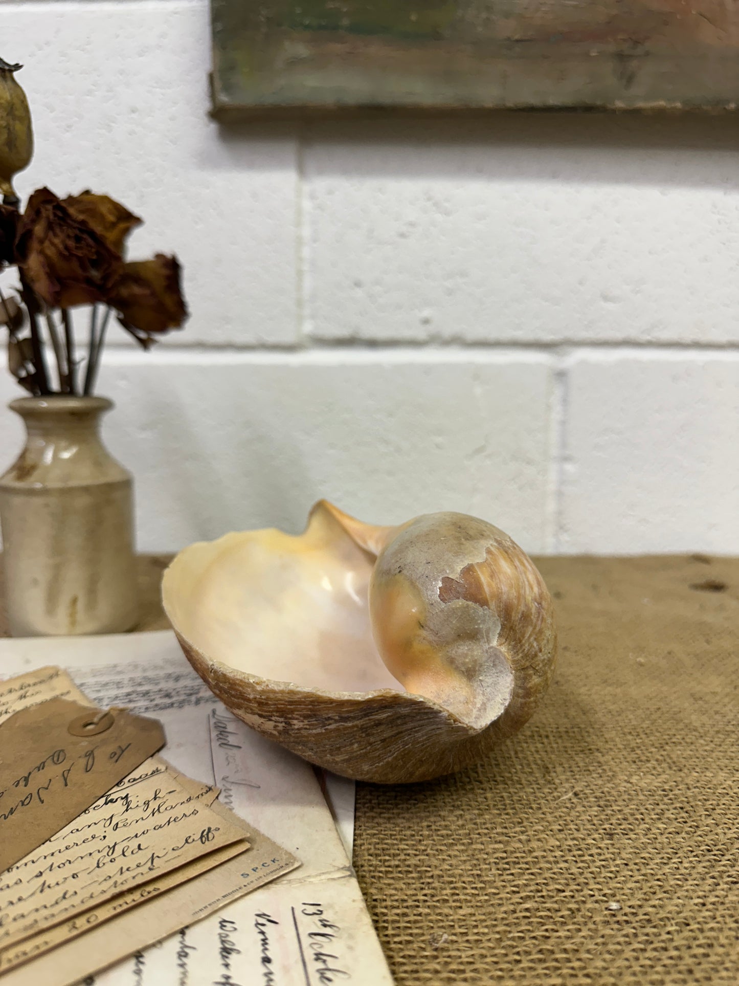 Melo Broderipii Sea Shell