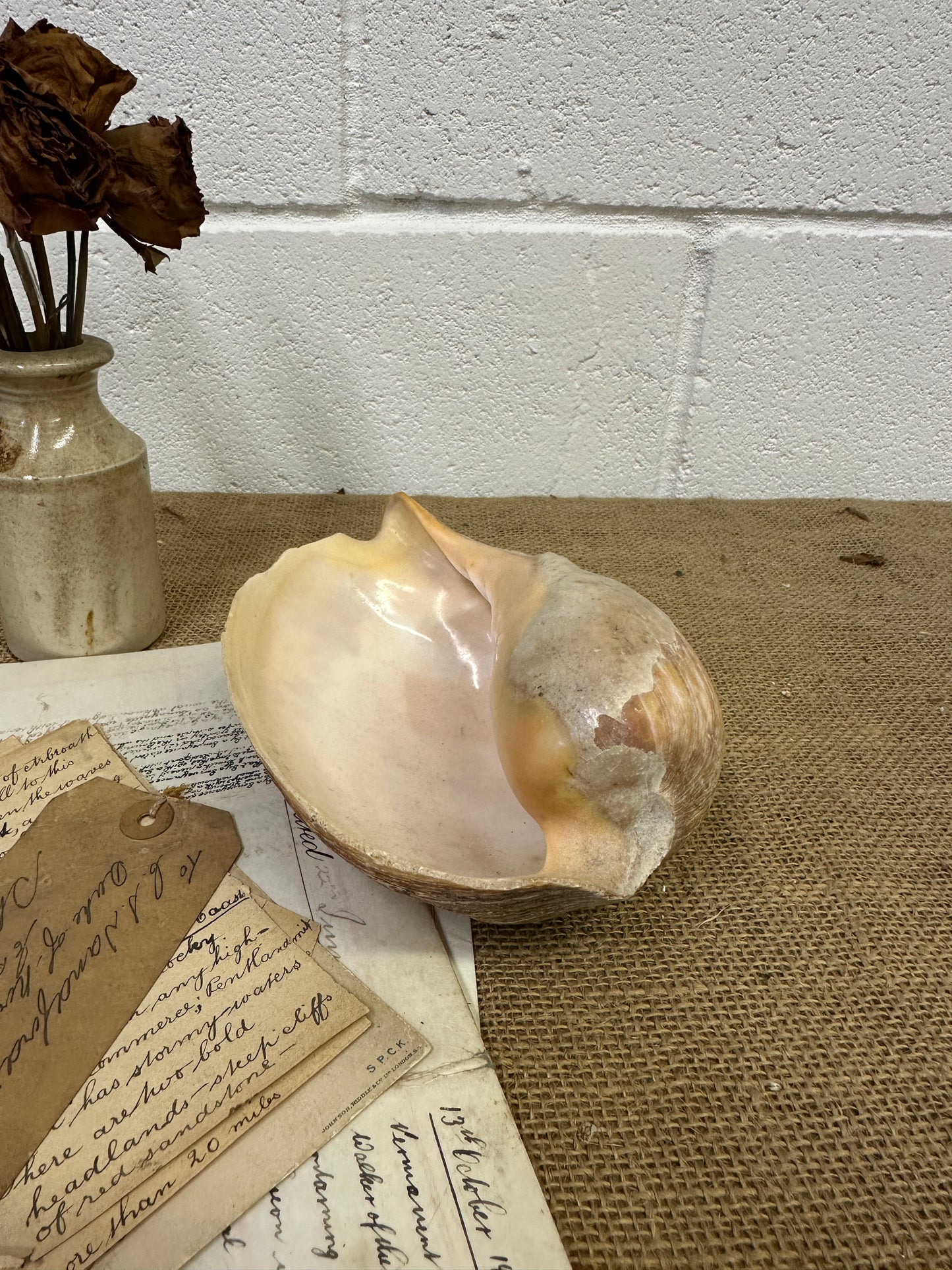 Melo Broderipii Sea Shell