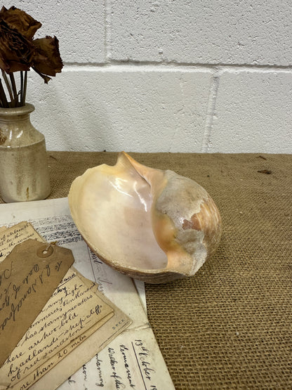 Melo Broderipii Sea Shell