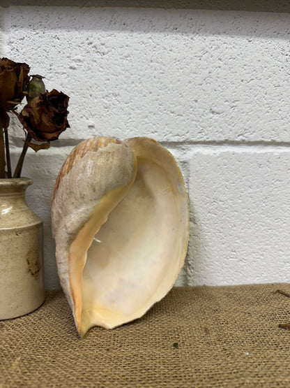 Melo Broderipii Sea Shell