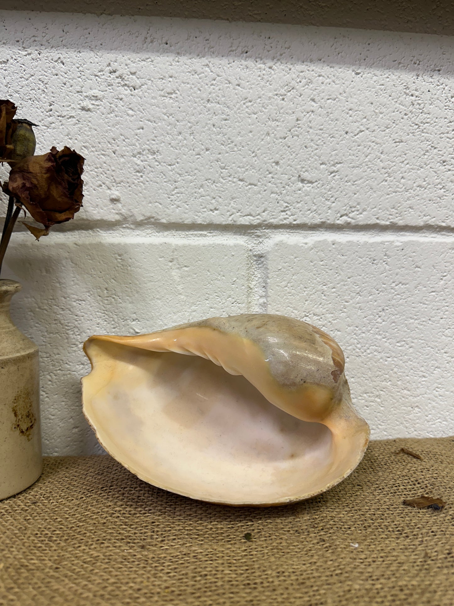 Melo Broderipii Sea Shell