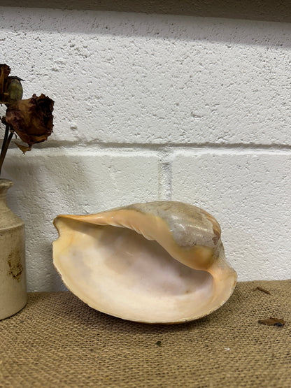 Melo Broderipii Sea Shell