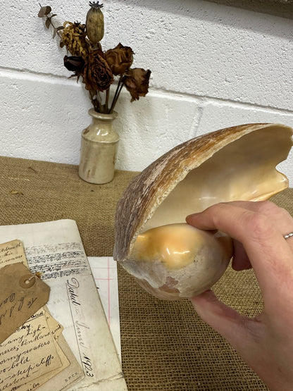 Melo Broderipii Sea Shell