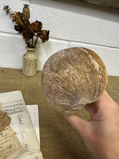 Melo Broderipii Sea Shell