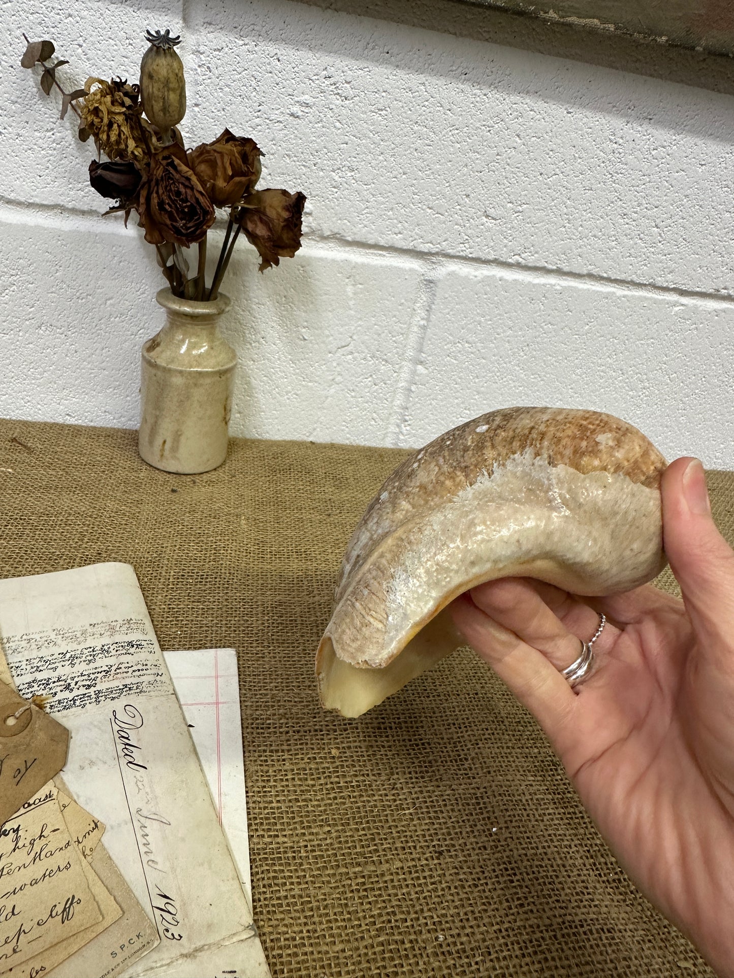 Melo Broderipii Sea Shell