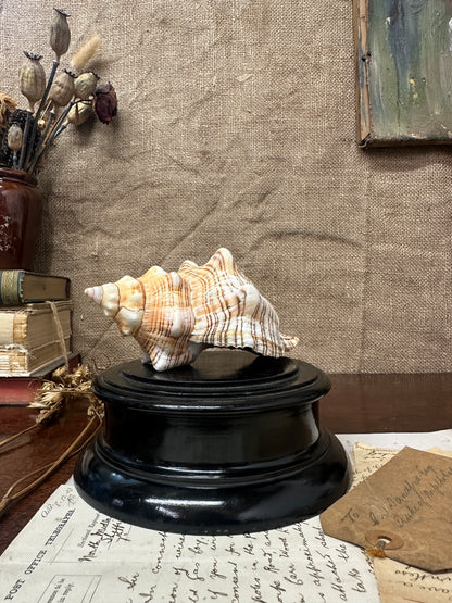 Antique Wooden Display Stand Plinth/Pedestal