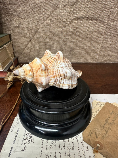 Antique Wooden Display Stand Plinth/Pedestal