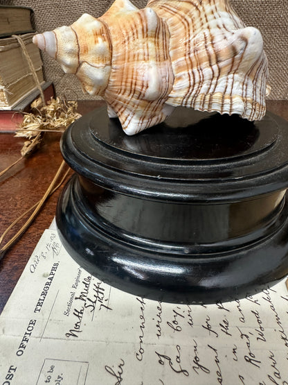 Antique Wooden Display Stand Plinth/Pedestal