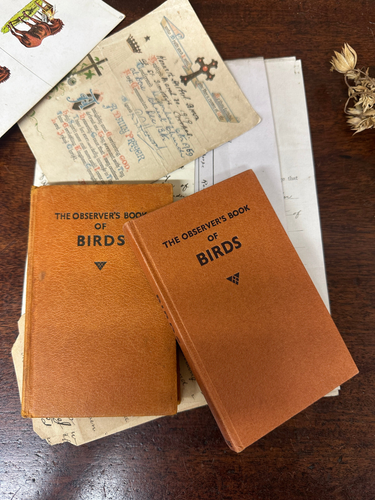 Observer’s book of Birds The Blind Mole