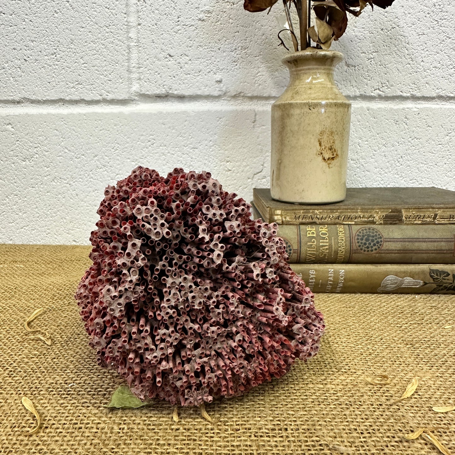 Antique Red Sea Coral Specimen
