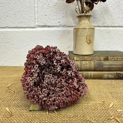 Antique Red Sea Coral Specimen