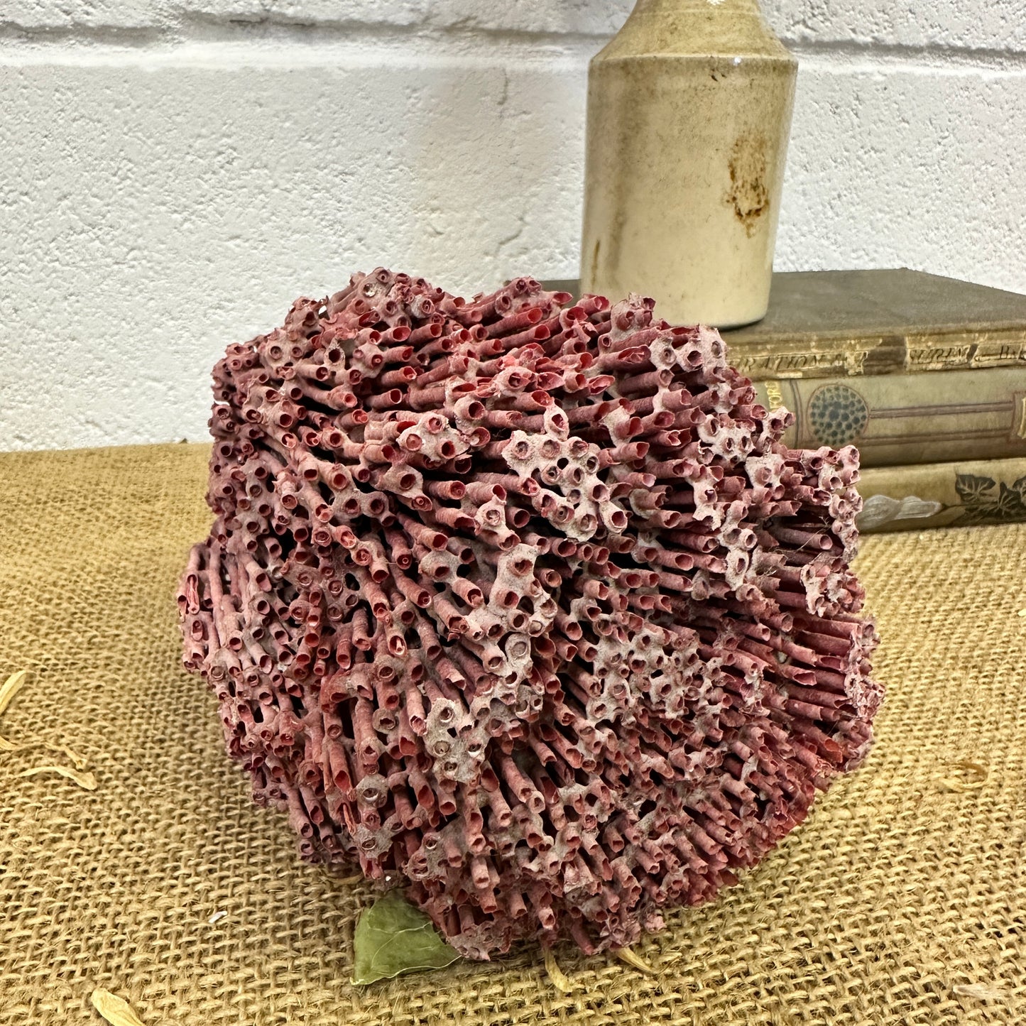 Antique Red Sea Coral Specimen